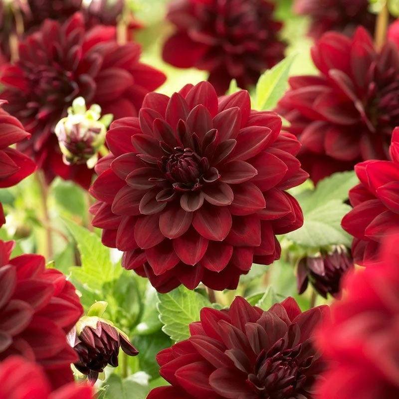 Midsummer's Eve Dinner Plate Dahlia Collection - Image 4