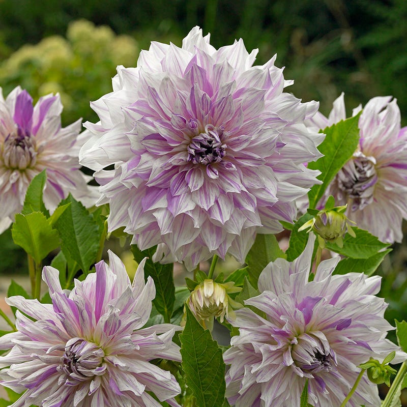 Mom's Special Dinner Plate Dahlia - Image 2