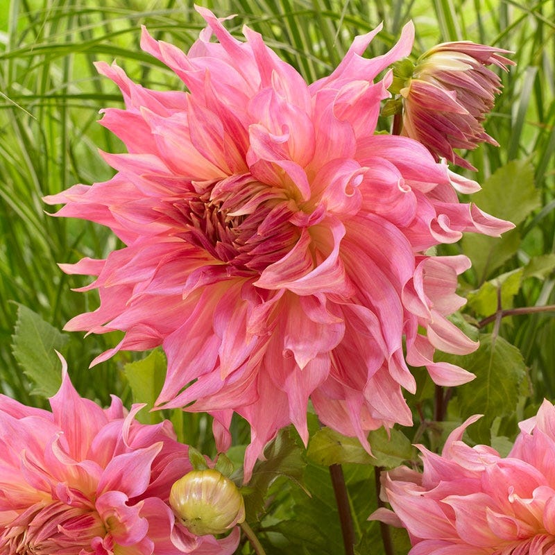 Penhill Watermelon Dinner Plate Dahlia - Image 2