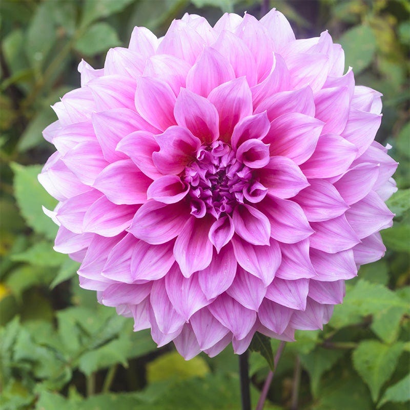 Radiant Dinner Plate Dahlia Collection - Image 7