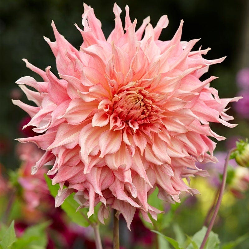 Raspberry Apricot Dinner Plate Dahlia Collection - Image 2