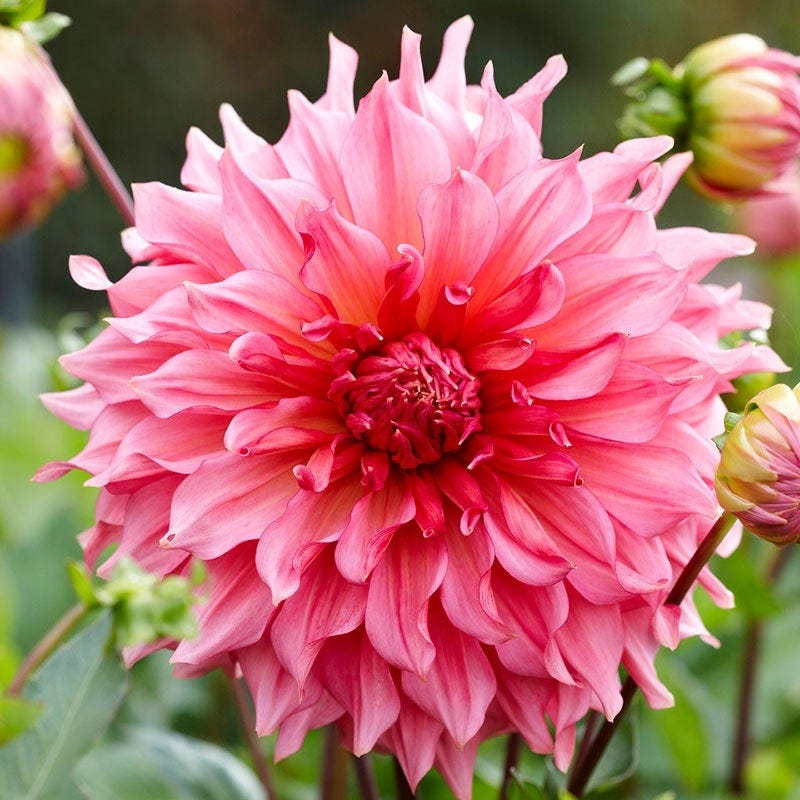 Raspberry Apricot Dinner Plate Dahlia Collection - Image 3