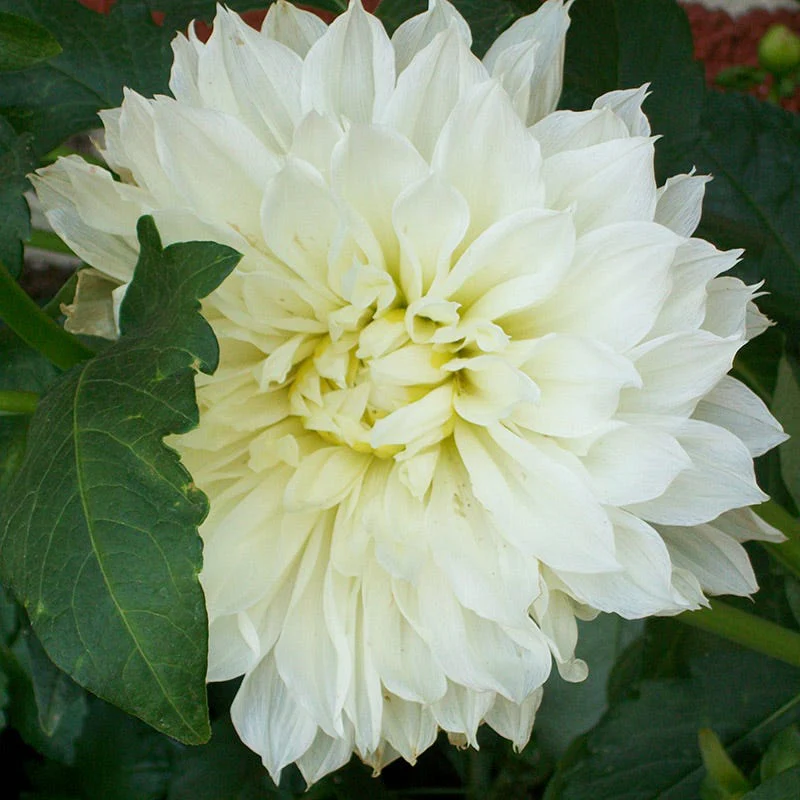 Snowbound Dinner Plate Dahlia - Image 2