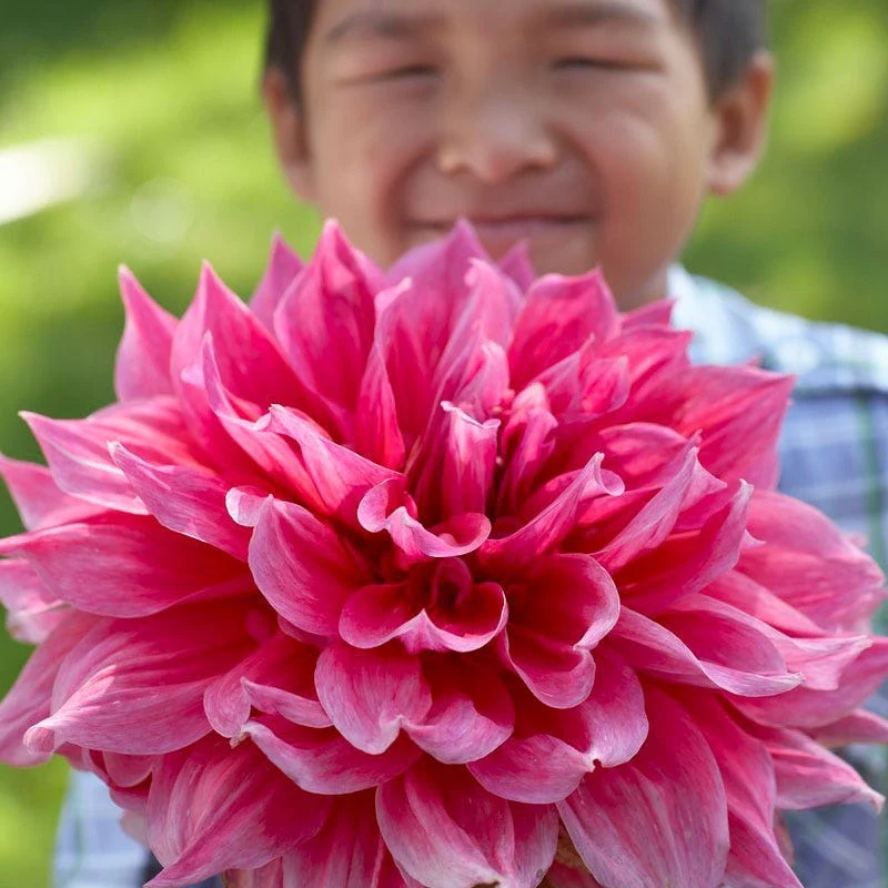 Emory Paul Dinner Plate Dahlia - Image 2