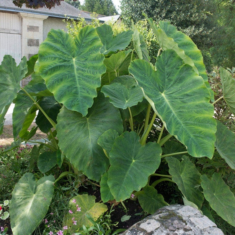 Elephant Ear - Image 3