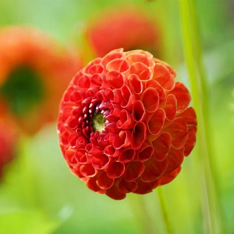 Colorful Cutting Garden Bulb Collection - Image 5