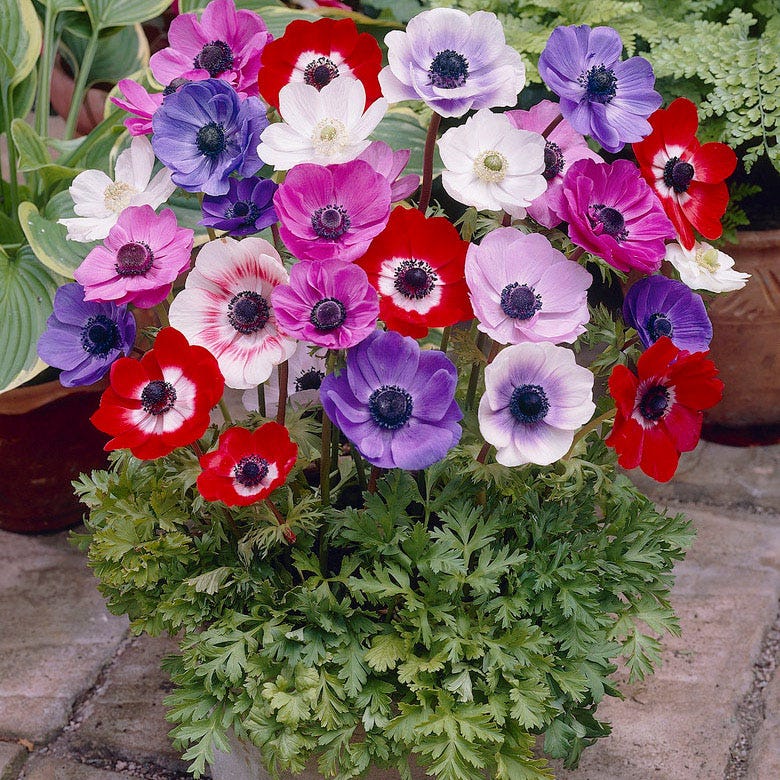 Anemone De Caen Mix - Image 2