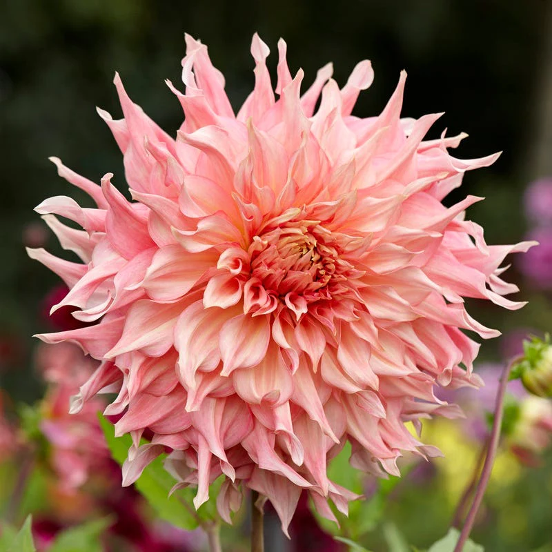 Elegance Bouquet Collection (Late-Summer Flowers) - Image 4