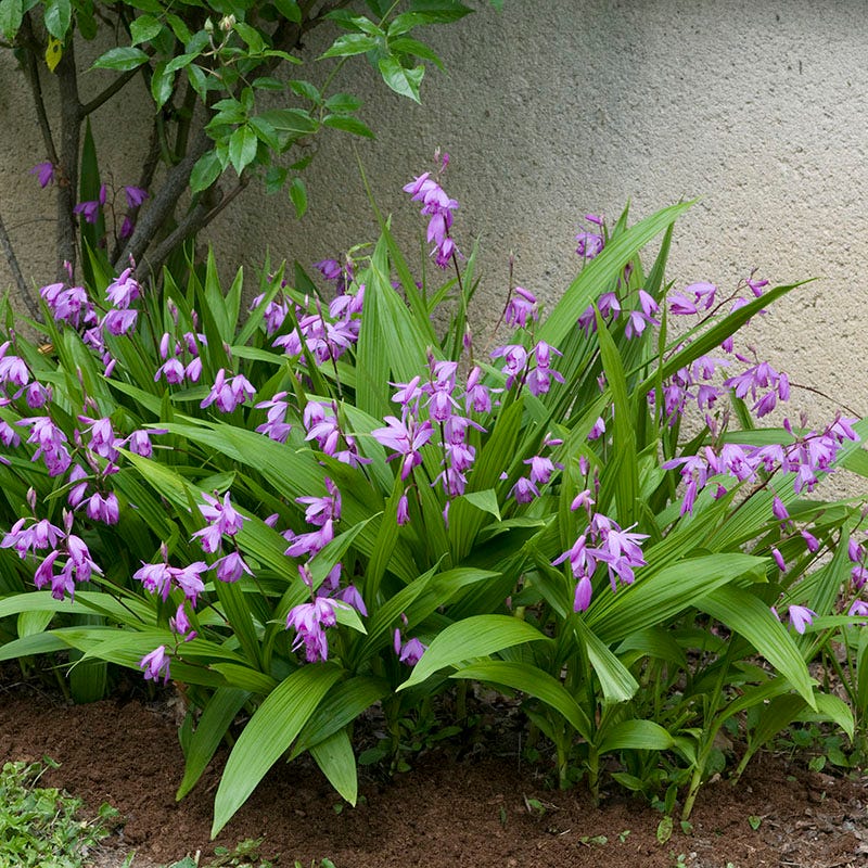 Hardy Shade Flower Bulb Collection - Image 5