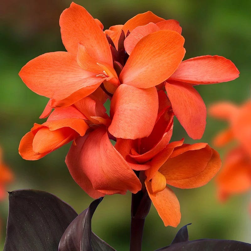 Limited Edition Hummingbird Lovers Bulb Collection - Image 2