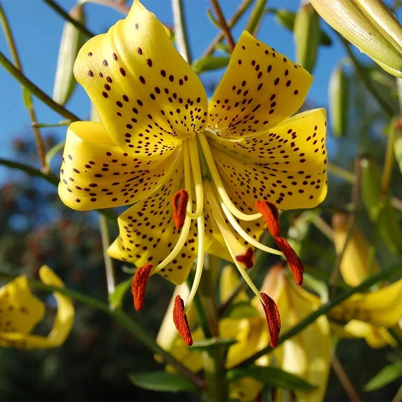 Limited Edition Hummingbird Lovers Bulb Collection - Image 4