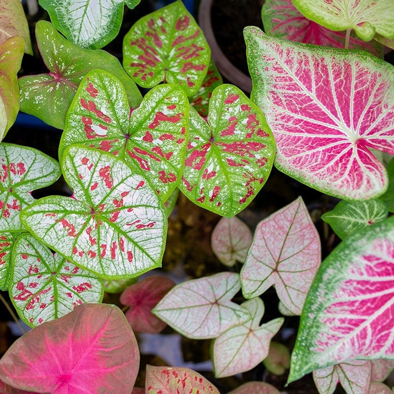 Pink Elephant Tropical Bulb Collection - Image 2