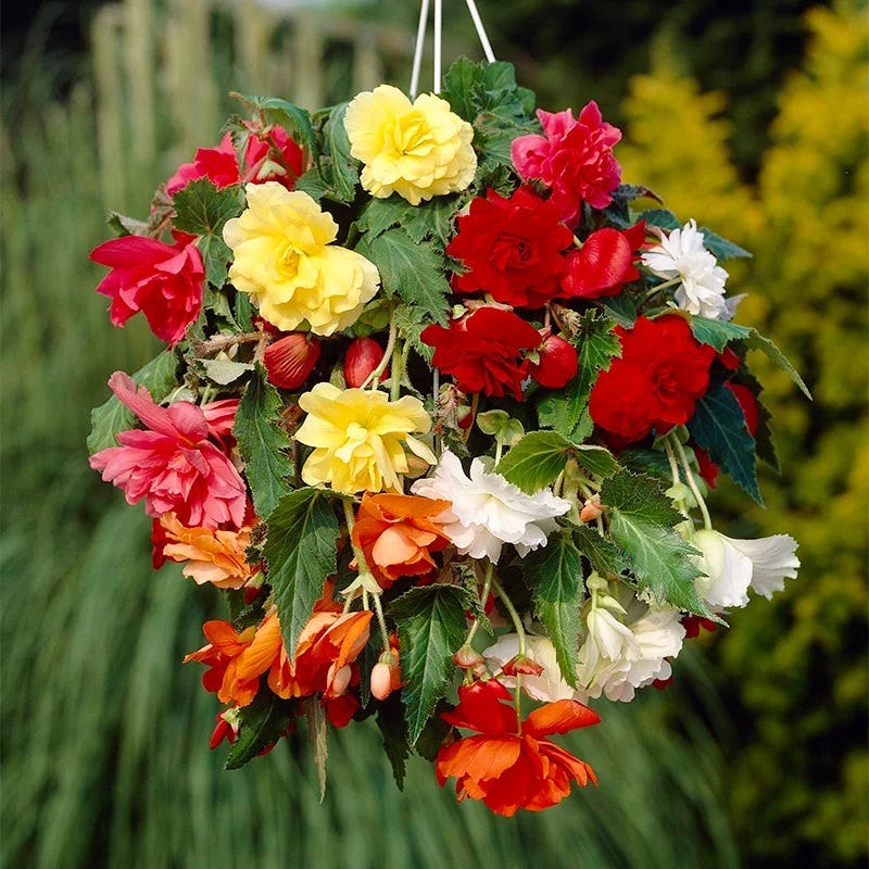 Limited Edition Spring Is Here Bulb Collection - Image 2