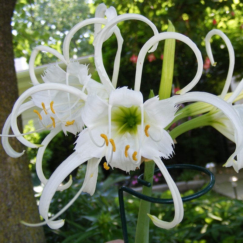 Rainforest Retreat Bulb Collection - Image 2