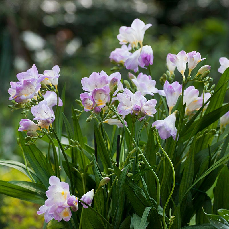 Single Blue Freesia - Image 2