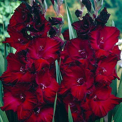 Black Beauty Gladiolus - Image 2