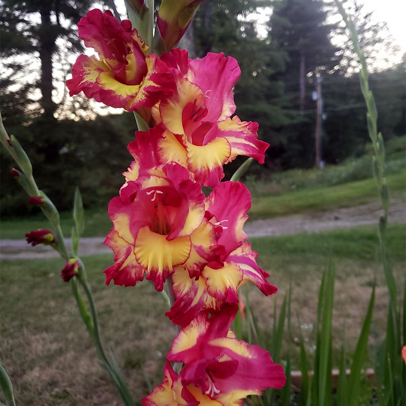 Dynamite Gladiolus - Image 4