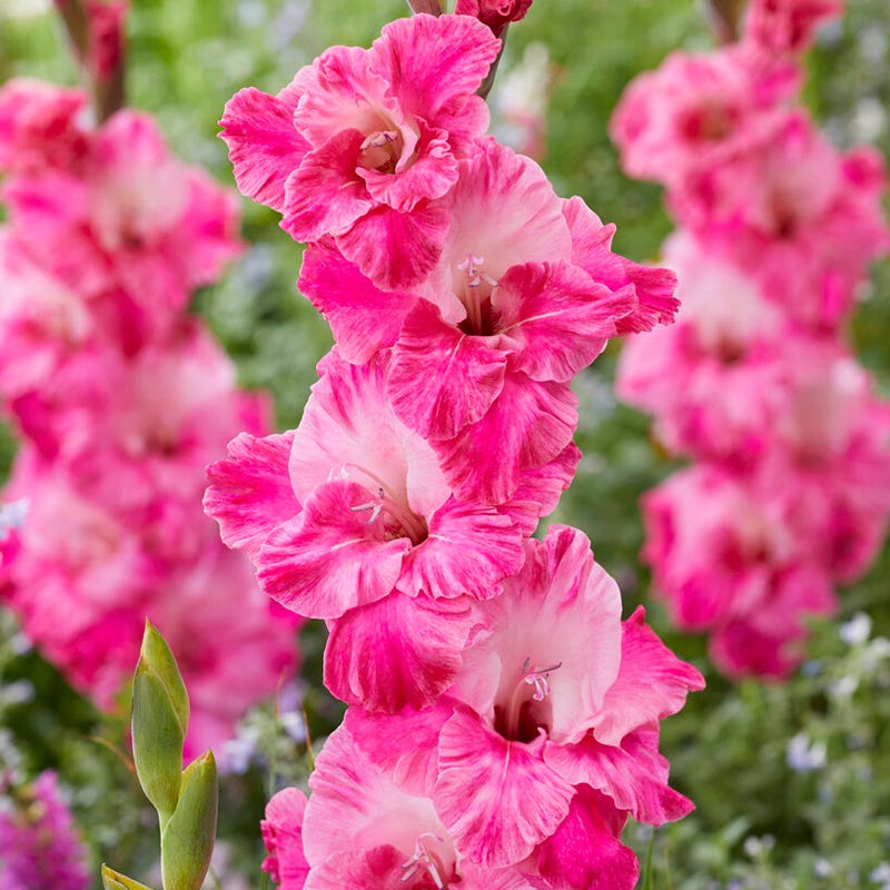 Rainbow Gladiolus Collection - Image 4