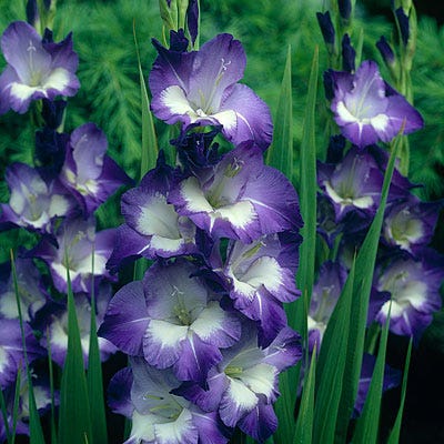 Nori Gladiolus - Image 2