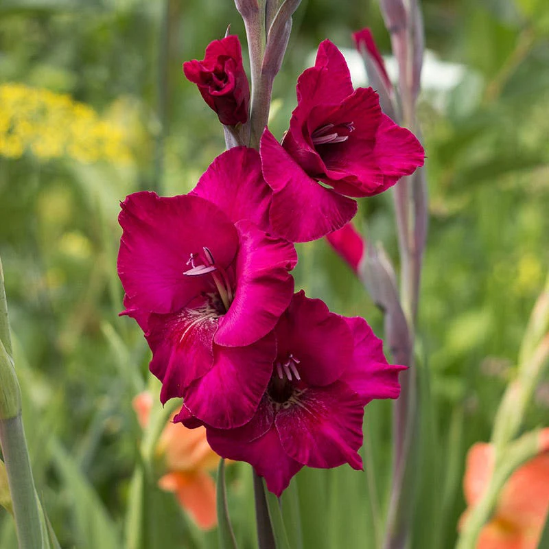 Hot Summer Heights Bulb Collection - Image 4