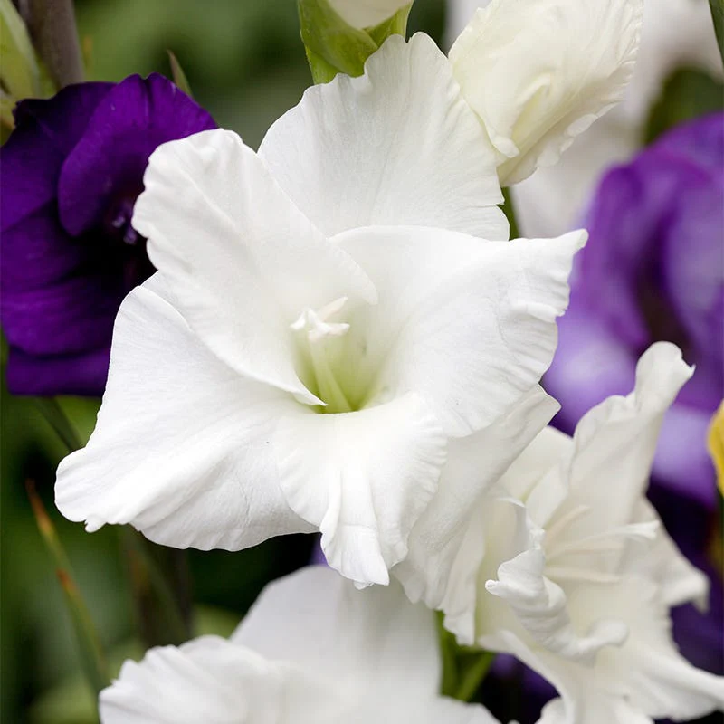 Magical Moonlight Bulb Collection - Image 2
