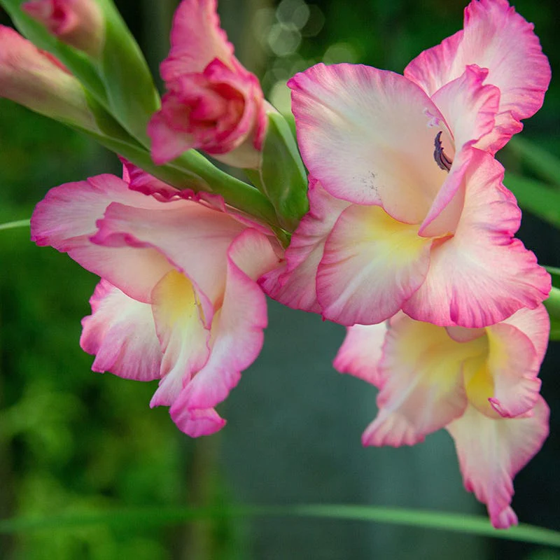 Priscilla Gladiolus - Image 2