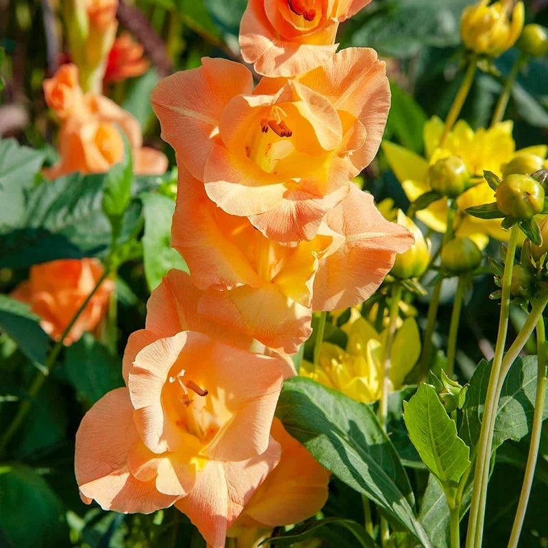 Limited Edition Great Gladiolus Collection - Image 2