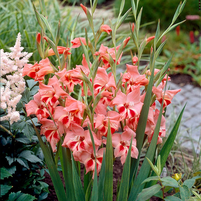 Nathalie Hardy Gladiolus - Image 2
