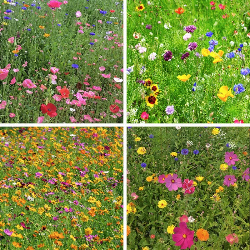 Spring Into Summer Seasonal Wildflower Seed Mix - Image 3