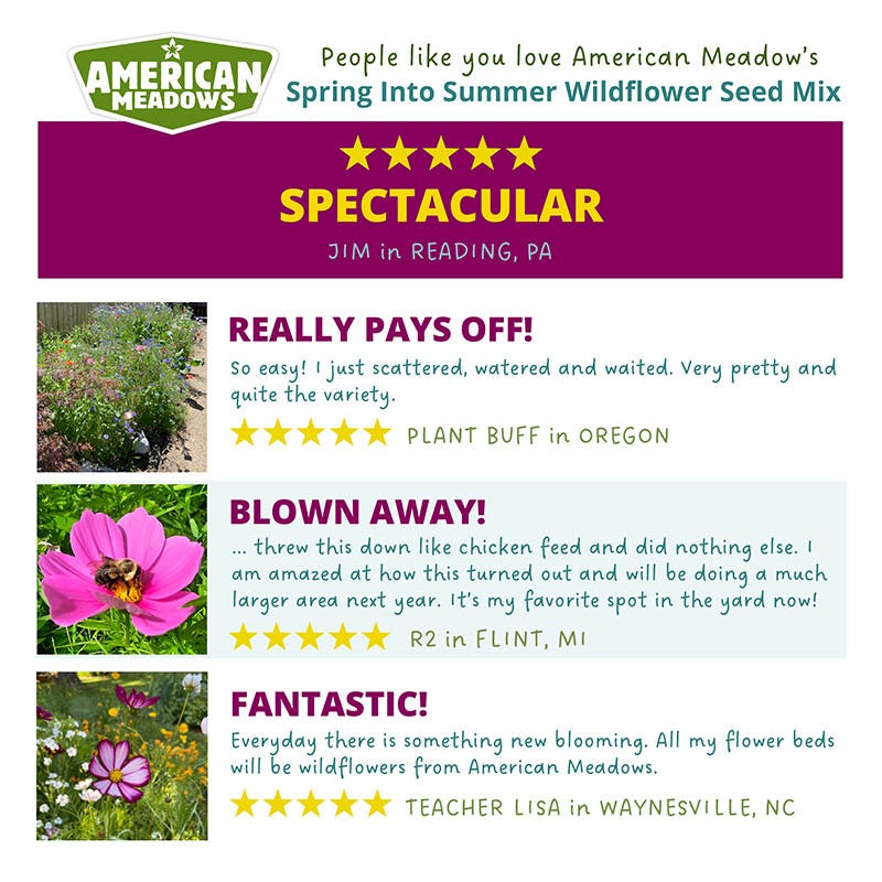 Spring Into Summer Seasonal Wildflower Seed Mix - Image 4
