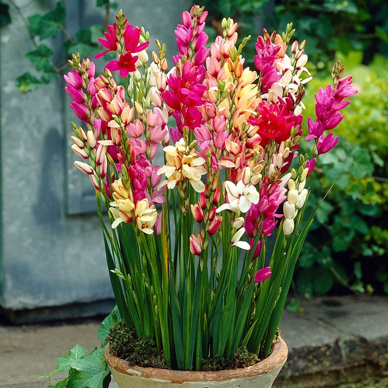 Ixia Mix - Image 2