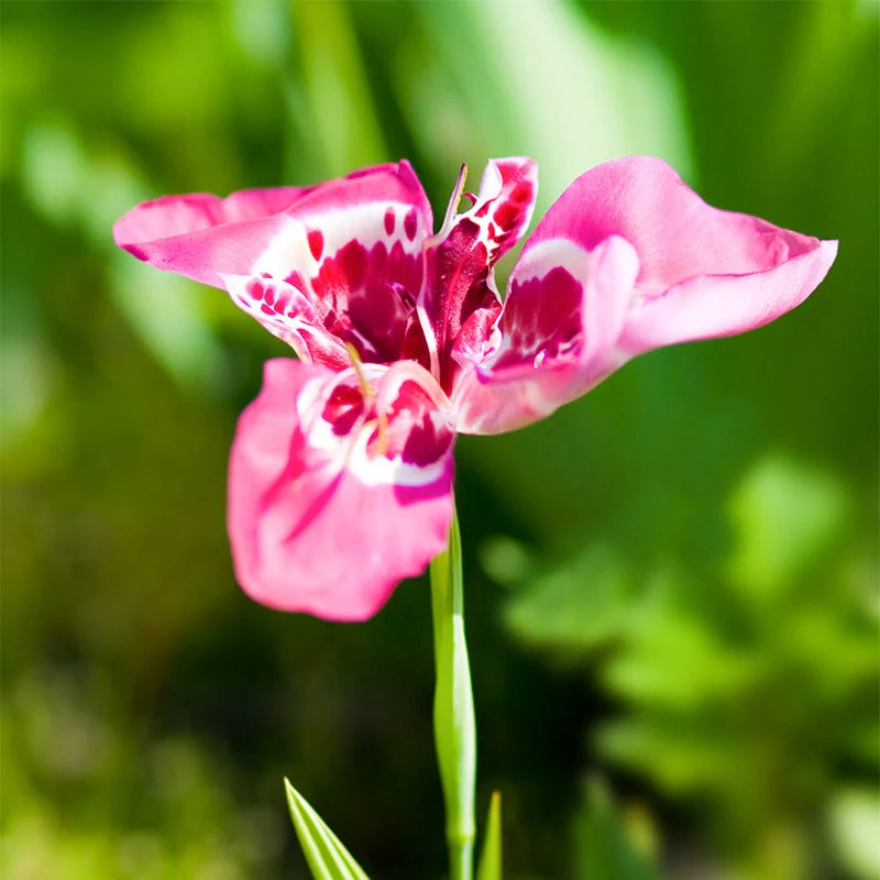 Mexican Shellflower Mix - Image 3