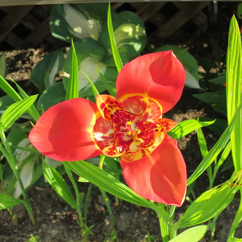 Mexican Shellflower Mix - Image 5