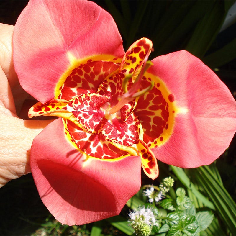 Mexican Shellflower Mix - Image 7