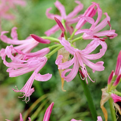 Nerine Lily - Image 2