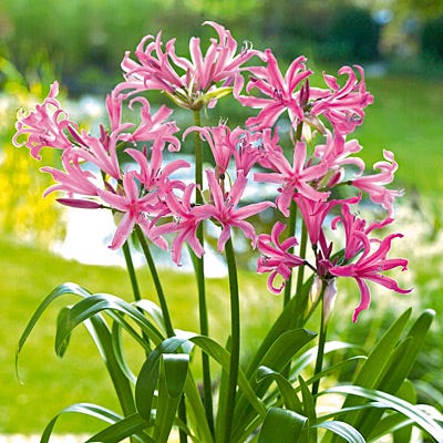 Nerine Lily - Image 3