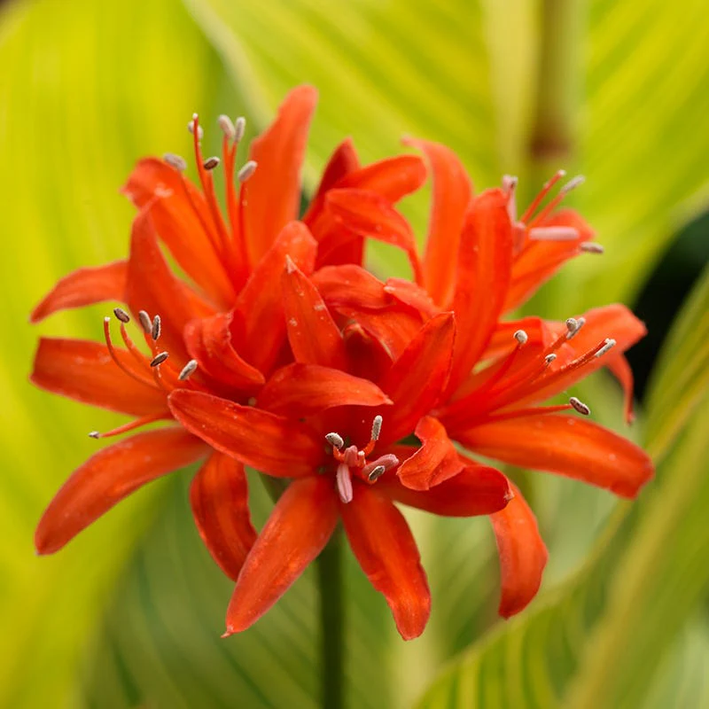 Red Nerine Lily - Image 5