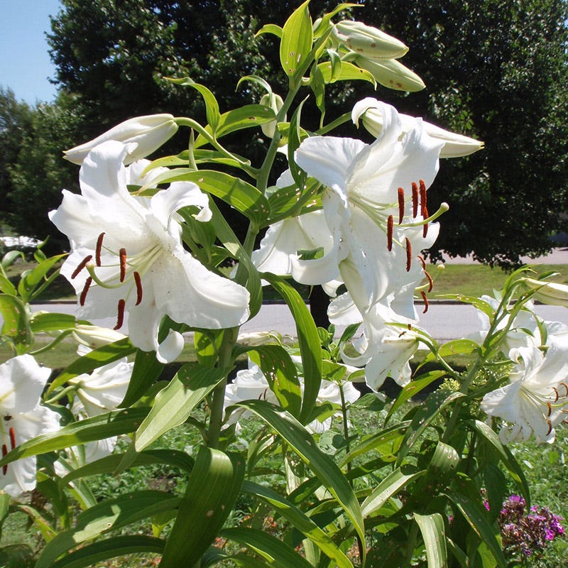 Casa Blanca Oriental Lily - Image 2