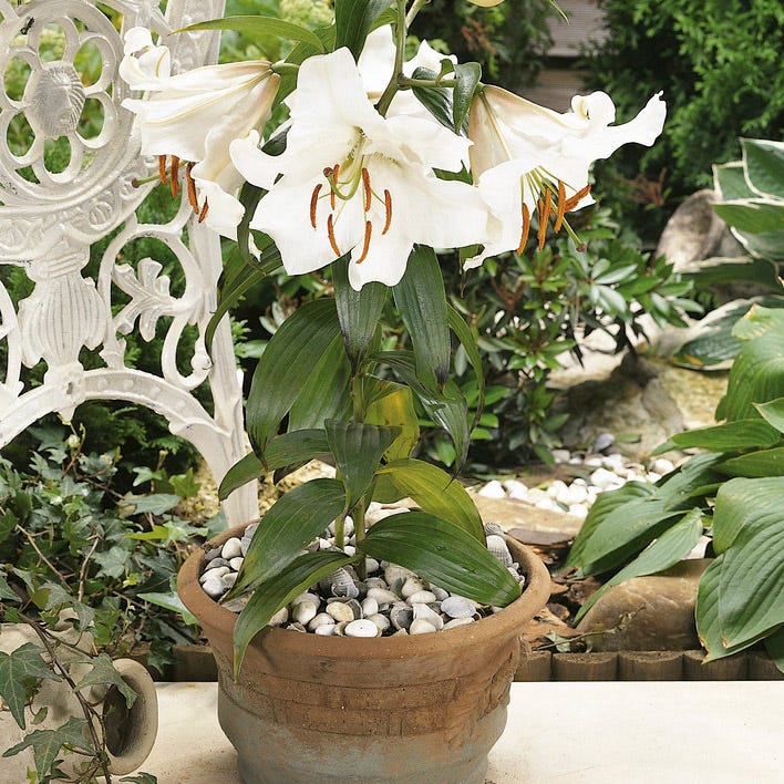 Casa Blanca Oriental Lily - Image 3