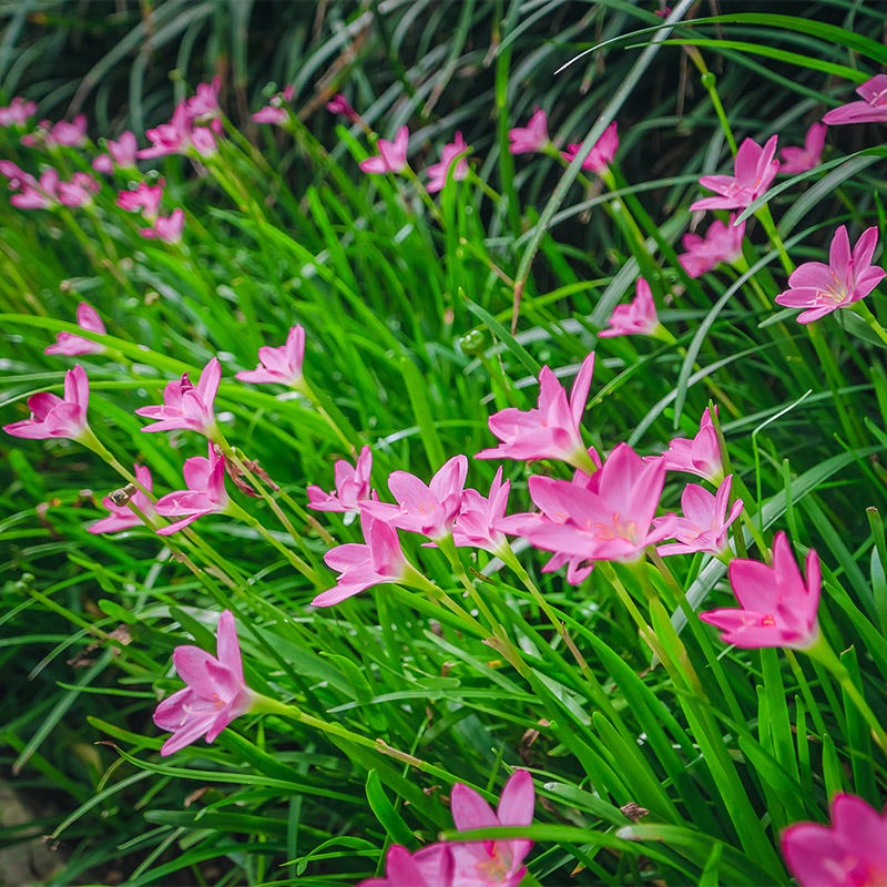 Pink Rain Lily - Image 2