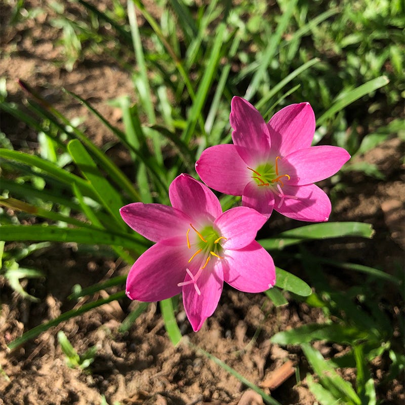 Pink Rain Lily - Image 3