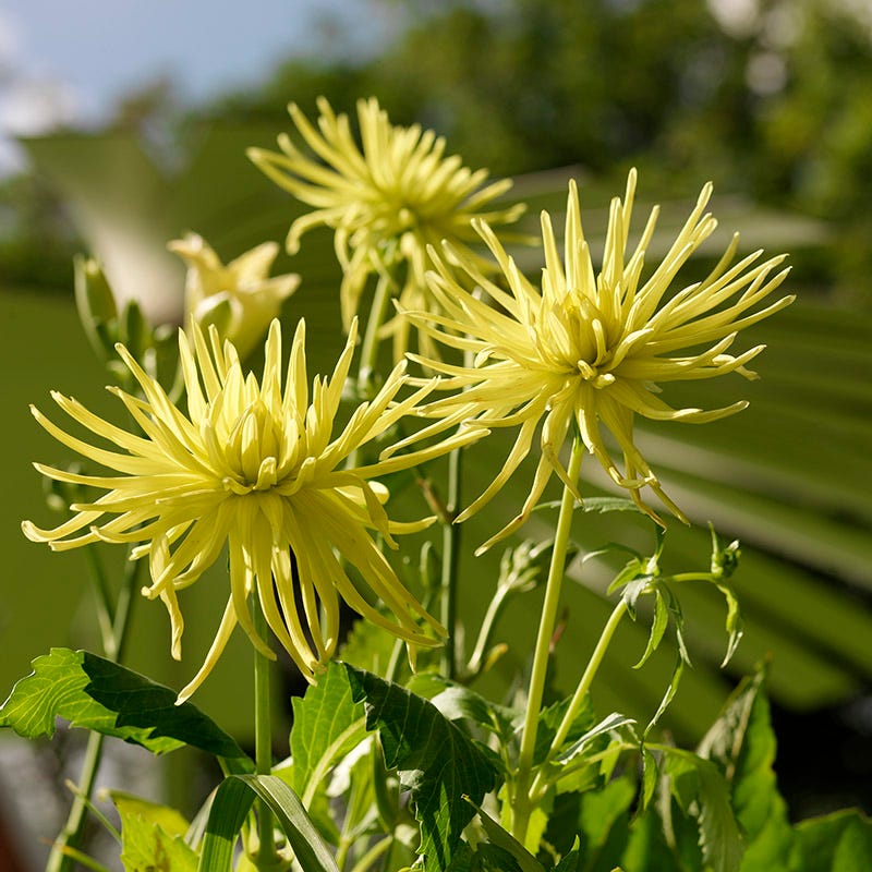 Kennemerland Semi Cactus Dahlia - Image 2