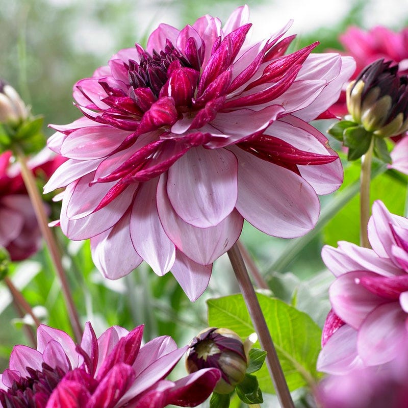 Creme de Cassis Decorative Dahlia - Image 3