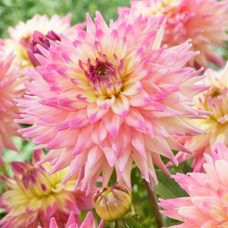 Romantique Decorative Dahlia - Image 2