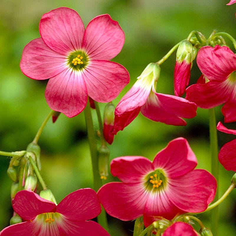 Pink Shamrock - Image 3