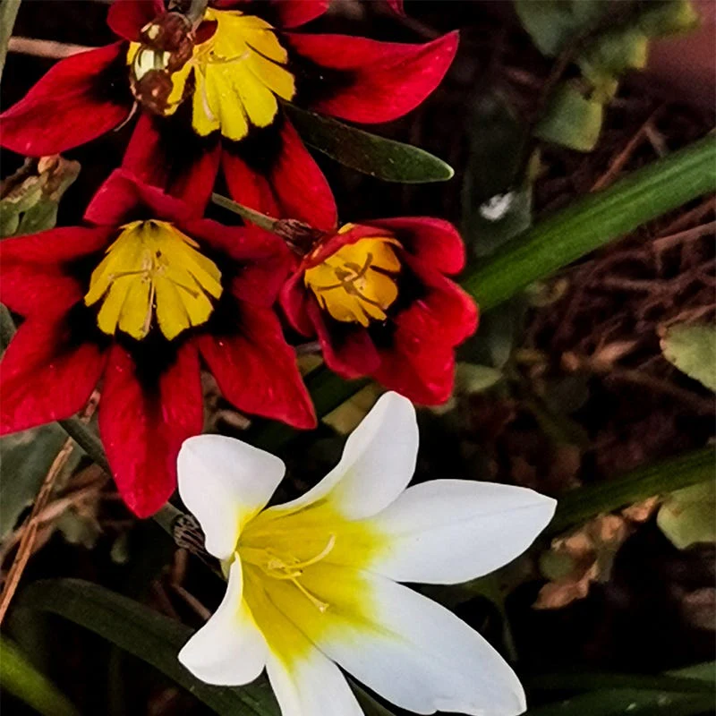 Sparaxis Mix - Image 4