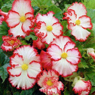 Red and White Crispa Marginata Begonia - Image 2