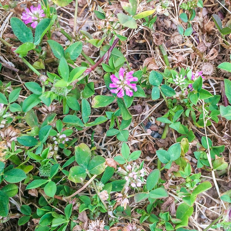 Strawberry Clover Seeds - Image 2