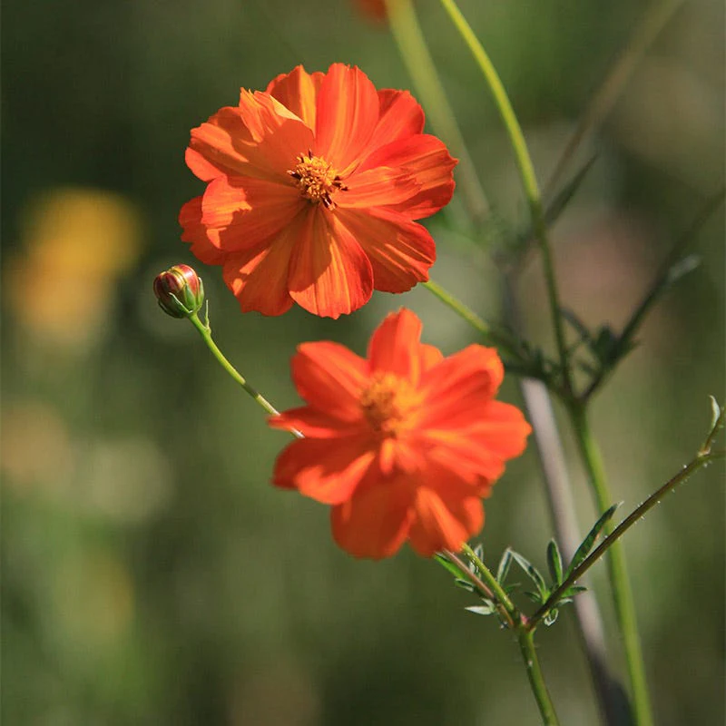 Sulphur Cosmos Seeds - Image 3