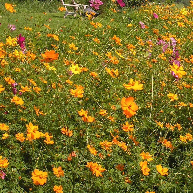 Sulphur Cosmos Seeds - Image 4